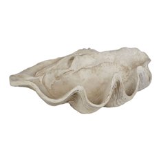 Decorative Large Clam Shell Image