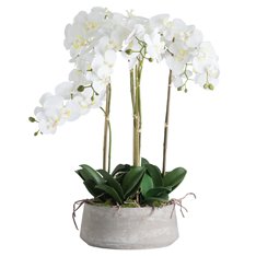 Orchid Plants in Stone Bowl Image