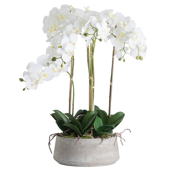 Orchid Plants in Stone Bowl