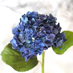 Blue Hydrangea Stem Image