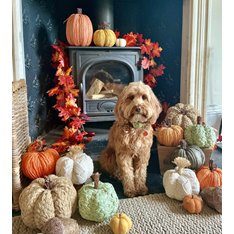 Brown Plaited Pumpkin Image