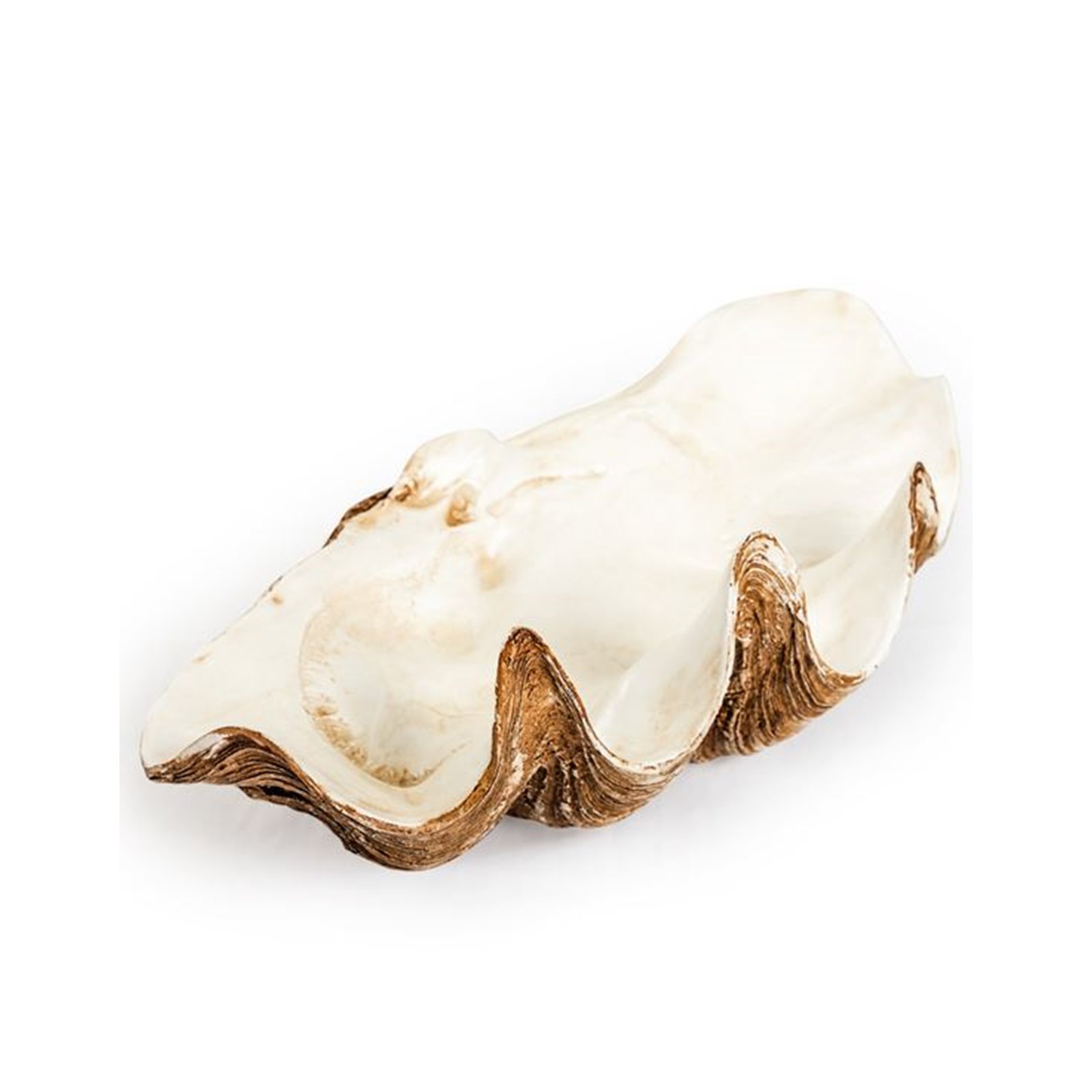 Decorative Clam Shell Image
