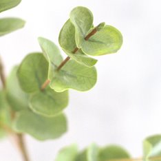 Green Eucalyptus Spray Image