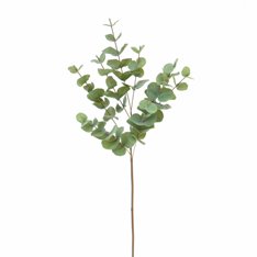 Green Eucalyptus Spray Image