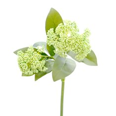 Pale Green Skimmia Flower Image