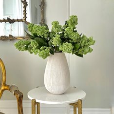 Green Skimmia Image