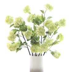 Green Snowball Viburnum  Image
