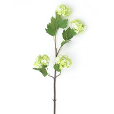 Green Snowball Viburnum  Image