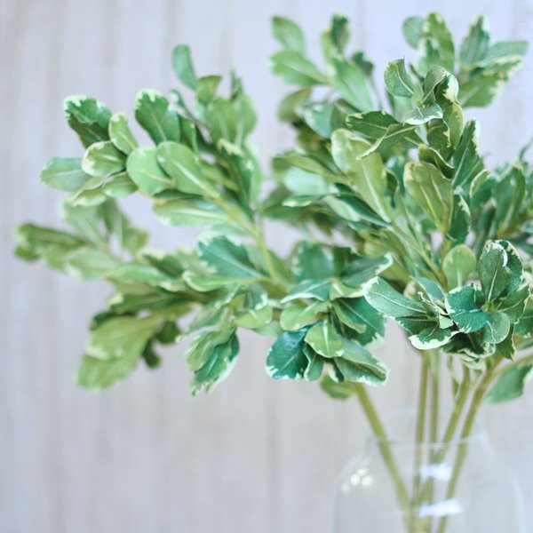 Green Variegated Pittosporum Leaf 