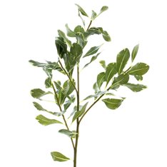 Green Variagated Pittosporum Leaf  Image