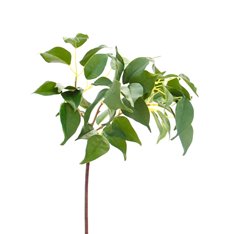 Green Weeping Fig Branch Image