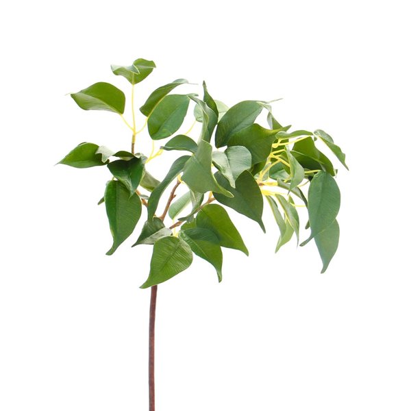 Green Weeping Fig Branch