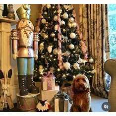 Grey with Gold polka Dot Wired Ribbon Image