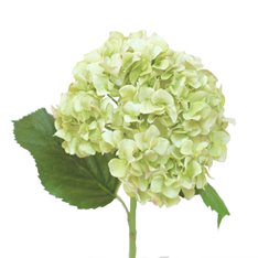 Hampton Pale green Hydrangea Image