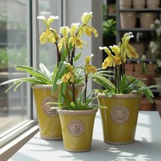 Kew Long Tom Flower Pot - Rustic Green Image