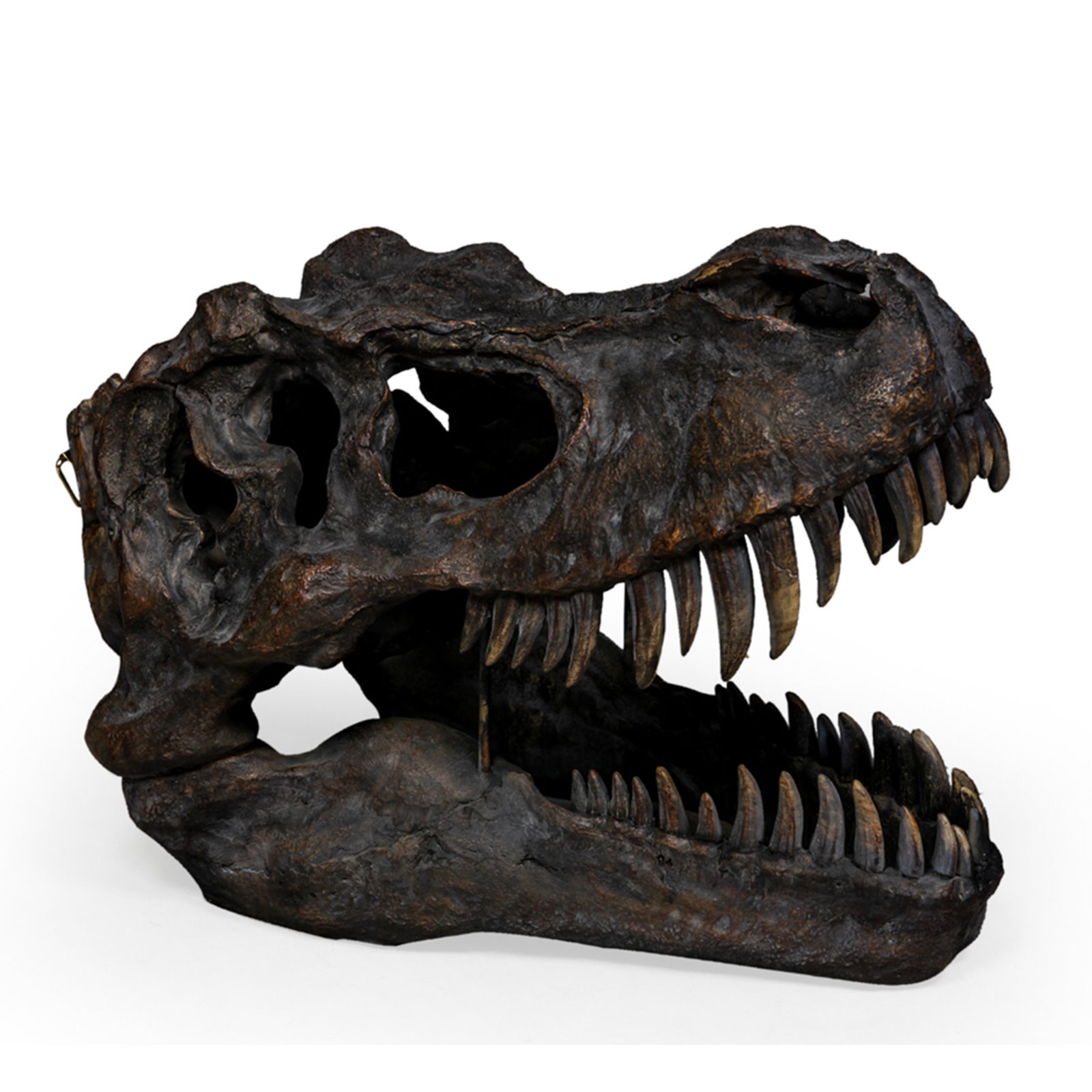 Large T Rex Head Wall mounted Image