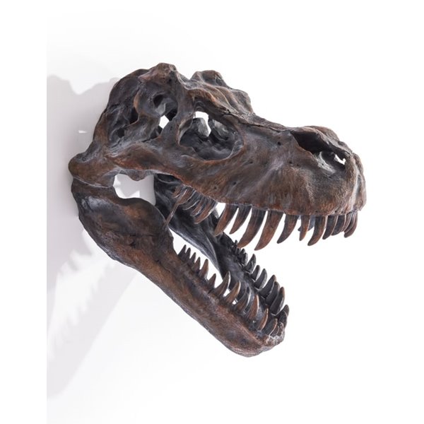 Large T Rex Head Wall mounted