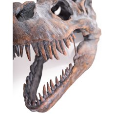 Large T Rex Head Wall mounted Image