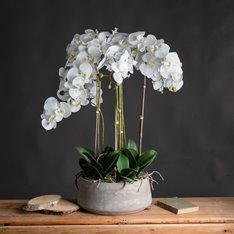 Orchid Plants in Stone Bowl Image