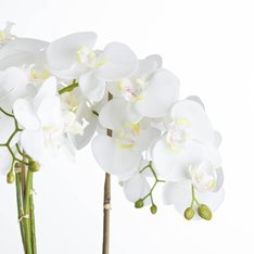 Orchid Plants in Stone Bowl Image