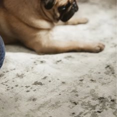 Persia Fossil Grey Rug Image