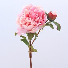 Pink Open Peony Stem Image