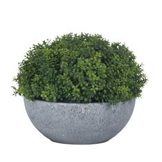 Small Hebe in Globe Pot Image