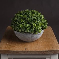 Small Hebe in Globe Pot Image