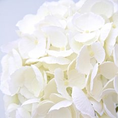 Deluxe Hydrangea Bouquet Image