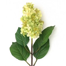 White and Green Hydrangea Bouquet Image