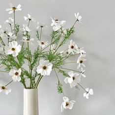 White Cosmos Flower Image