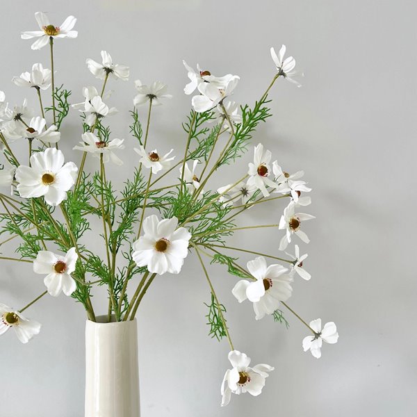 White Cosmos Flower
