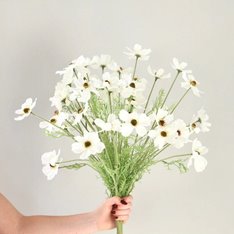 White Cosmos Flower Image