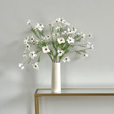 White Cosmos Flower Image