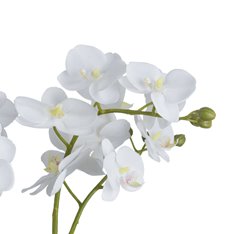 White Orchid In Glass Bowl Image