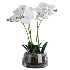 White Orchid In Glass Bowl Image