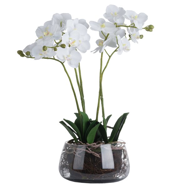 White Orchid In Glass Bowl