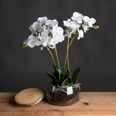 White Orchid In Glass Bowl Image