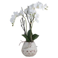 White Orchid Phalaenopsis Plants in Small Stone Pot Image