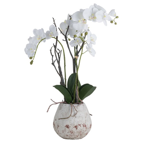 White Orchid Phalaenopsis Plants in Small Stone Pot