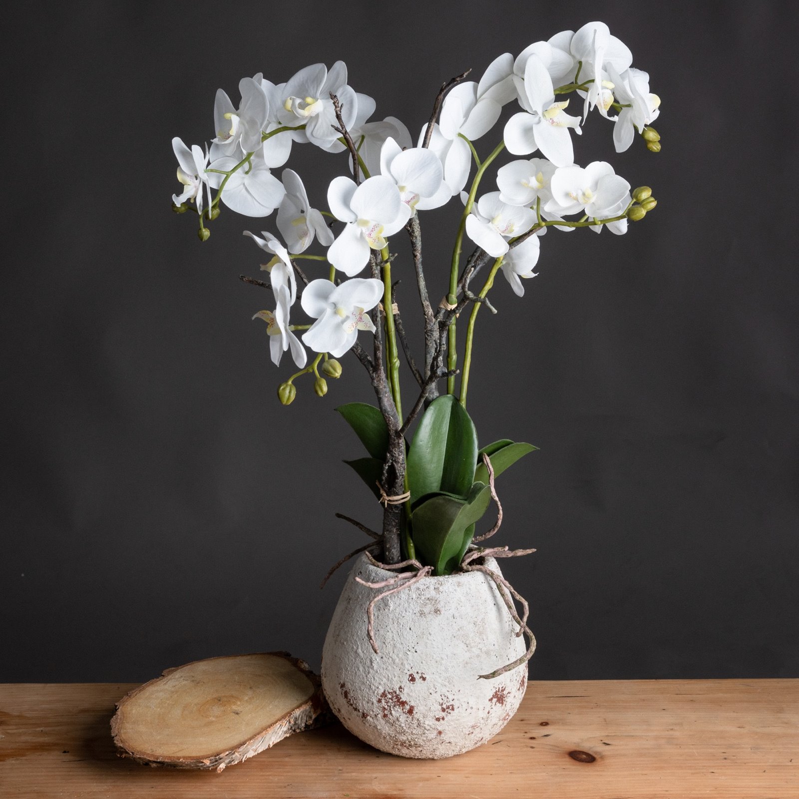 White Orchid Phalaenopsis Plants in Small Stone Pot