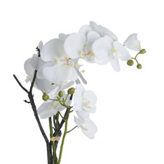 White Orchid Phalaenopsis Plants in Small Stone Pot Image