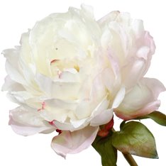 White Peony Stem Image