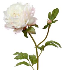 White Peony Stem Image