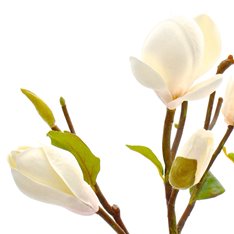 White Short Magnolia Flower  Image