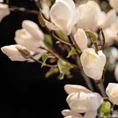 White Short Magnolia Flower  Image