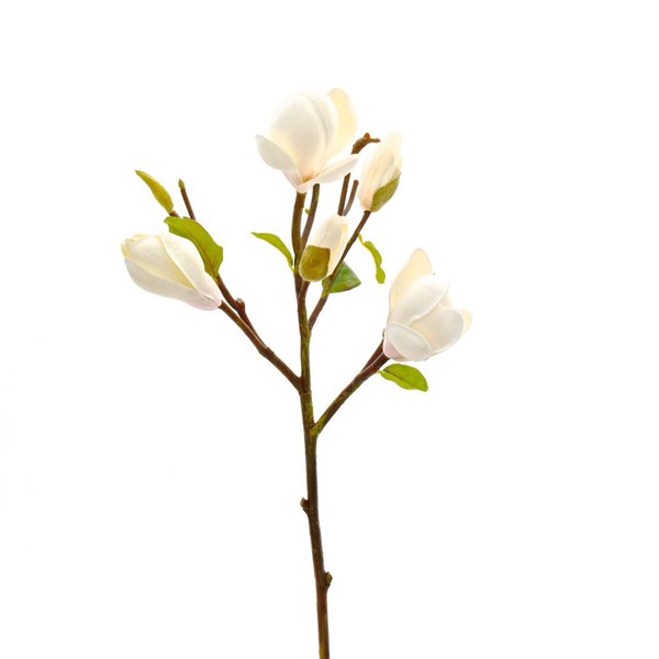 White Short Magnolia Flower 