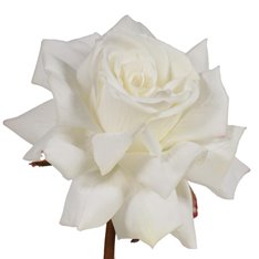 White Silk Tea Rose Image