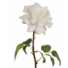 White Silk Tea Rose Image