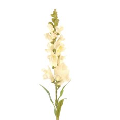 White Snapdragon in slik Image